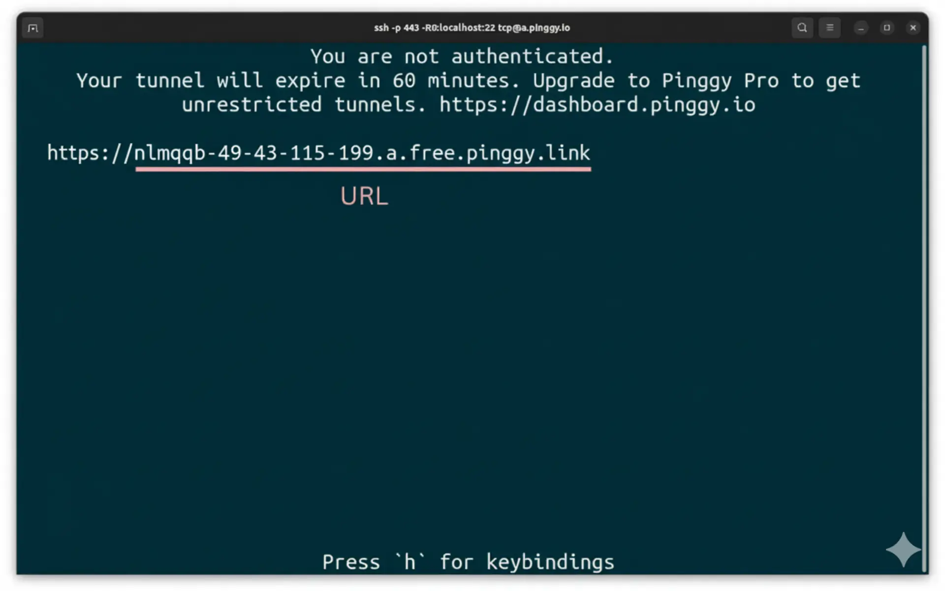 Pinggy Https Public Url